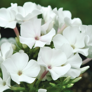 Phlox paniculata 'White Flame™' - Garden Phlox