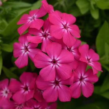 Phlox 'Gisele Hot Pink' - Phlox