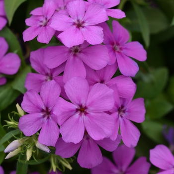 Phlox 'Light Violet' - Phlox
