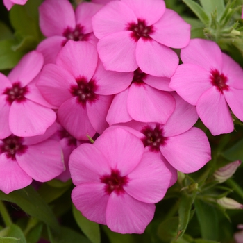 Phlox () - Gisele™ 'Pink'
