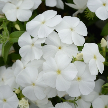 Phlox () - Gisele™ 'White'