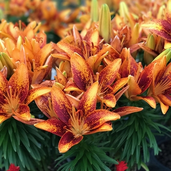 Lilium asiaticum 'Tiny Orange Sensation' - Asiatic Pot Lily