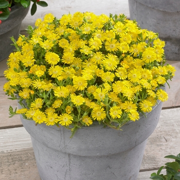 Delosperma cooperi 'Wheels of Wonder Golden' - Ice Plant