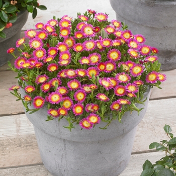 Delosperma cooperi 'Hot Pink Wonder' - Ice Plant