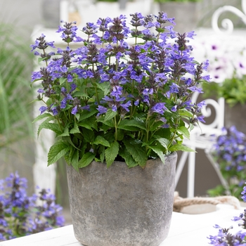 Nepeta 'Neptune' - Catmint