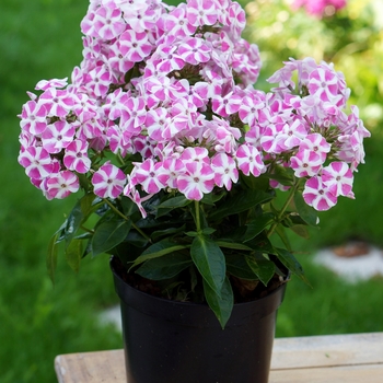 Phlox paniculata Bambini&reg; 'Candy Crush' - Garden Phlox