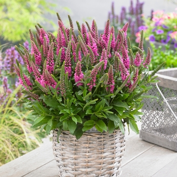 Veronica spicata 'Bubblegum Candles' - Speedwell