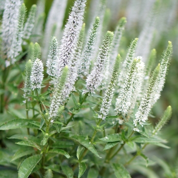 Veronica spicata 'Snow Candles' - Speedwell