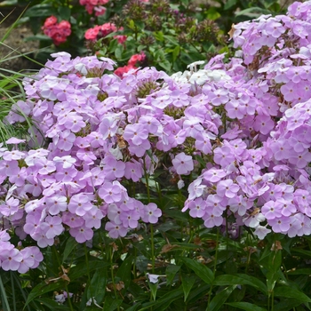 Phlox paniculata 'Amethyst Pearl' - Garden Phlox