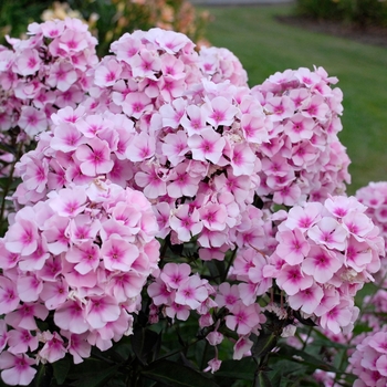 Phlox paniculata 'Bright Eyes' - Garden Phlox