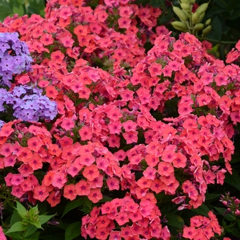 Phlox paniculata Flame™ Coral Flame® - Garden Phlox