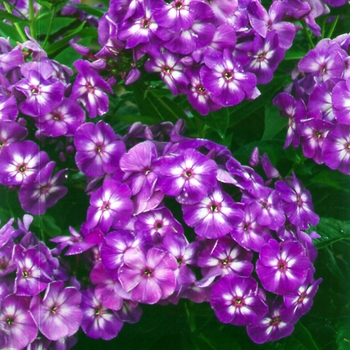 Phlox paniculata 'Laura' - Garden Phlox