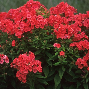 Phlox paniculata 'Orange Perfection' - Garden Phlox