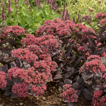 Sedum 'SunSparkler Dazzleberry' - Stonecrop