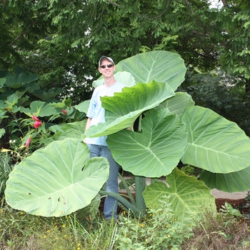 Colocasia gigantea 'Thailand Giant' Giant Elephant Ear - Colocasia 