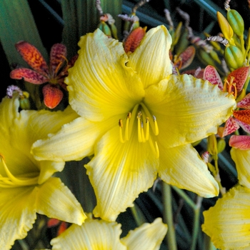 Hemerocallis 'Big Time Happy' - Daylily