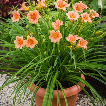 Hemerocallis 'EveryDaylily Pink Wing' - Daylily