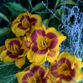 Hemerocallis 'Fooled Me' - Daylily