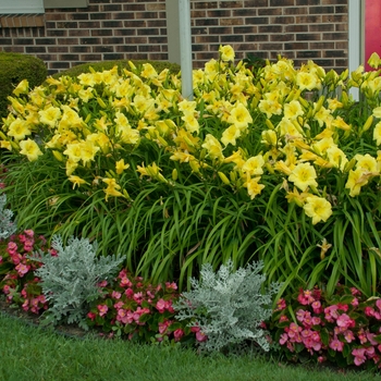 Hemerocallis 'Going Bananas' - Daylily