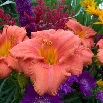 Hemerocallis 'South Seas' - Daylily