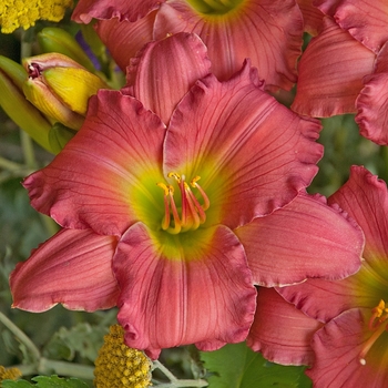 Hemerocallis 'Passionate Returns' - Daylily