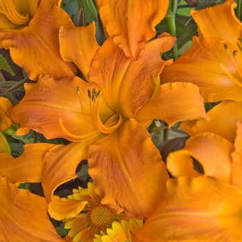 Hemerocallis 'Primal Scream' - Daylily