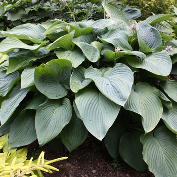 Hosta 'Empress Wu' - Empress Wu Hosta