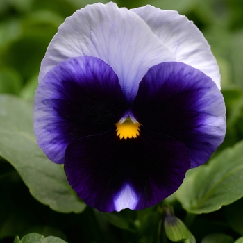 Viola x wittrockiana 'Matrix® Beaconsfield' - Pansy