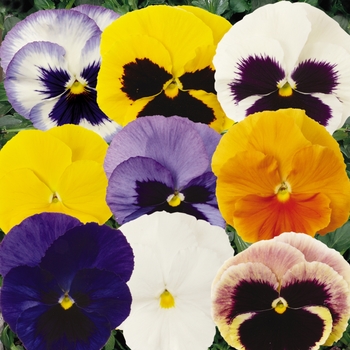 Viola x wittrockiana 'MatrixÆ Mix' - Pansy