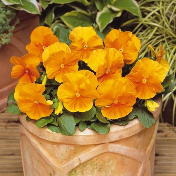 Viola x wittrockiana 'MatrixÆ Orange' - Pansy