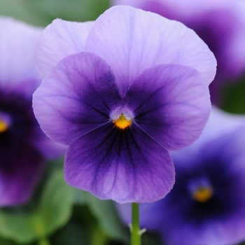 Viola cornuta 'Sorbet Beaconberry' - Viola