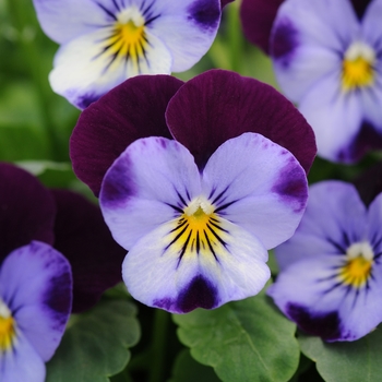 Viola cornuta 'Sorbet® XP Denim Jump Up' - Viola