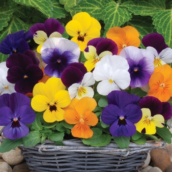 Viola cornuta 'Sorbet® XP Mix' - Viola