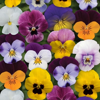 Viola cornuta Sorbet® XP 'Spring Select Mixture' - Viola 