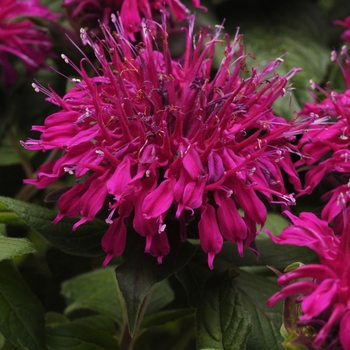 Monarda didyma 'Balmy Purple' - Bee Balm