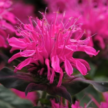 Monarda didyma 'Balmy Rose' - Bee Balm