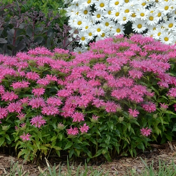 Monarda didyma 'Pardon My Pink' - Bee Balm