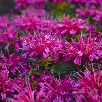 Monarda didyma 'Pardon My Purple' - Bee Balm