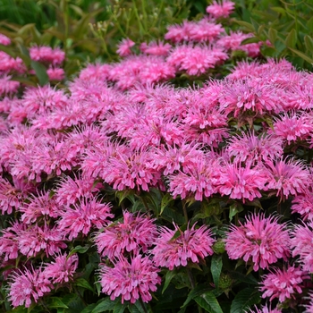 Monarda didyma 'Sugar Buzz Bubblegum Blast' - Bee Balm