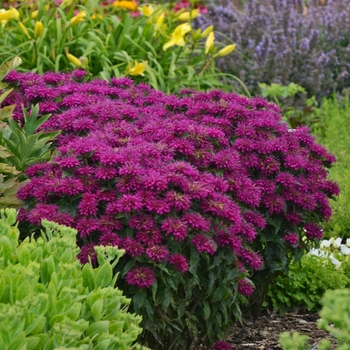 Monarda didyma 'Sugar Buzz Grape Gumball' - Bee Balm