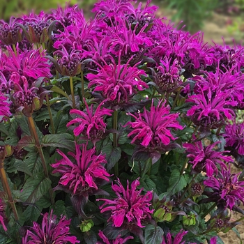 Monarda didyma 'Sugar Buzz® Rockin Raspberry' - Bee Balm