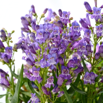 Penstemon 'Rock Candy Blue' - Beardtongue