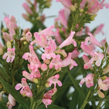 Penstemon 'Rock Candy Light Pink' - Beardtongue