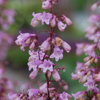 Penstemon digitalis 'Pocahontas' - Beardtongue