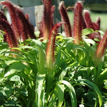 Pennisetum glaucum 'Jade Princess' - Millet