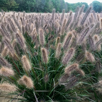 Pennisetum alopecuroides 'Puppy Love' - Fountain Grass