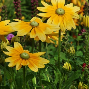 Rudbeckia hirta 'Irish Eyes' - Black-eyed Susan