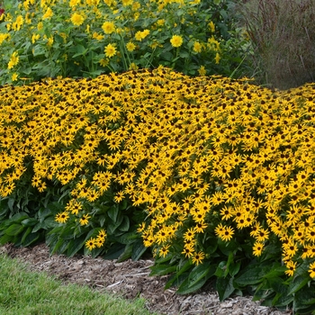 Rudbeckia fulgida var. sullivantii 'Little Goldstar' - Black-Eyed Susan