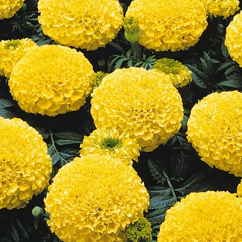 Tagetes erecta 'Marvel Yellow' - Marigold