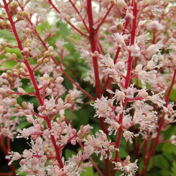 Astilbe x arendsii 'Look at Me' - False Spirea